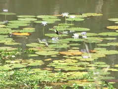 Jacana And Chicks