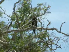 Juvenile Sea Eagle