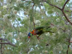 Lorikeet