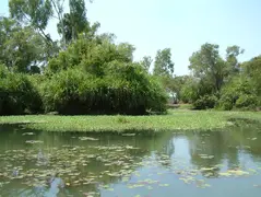 Pandanus