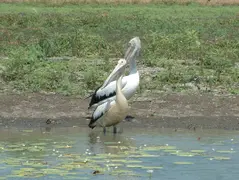 Pelicans