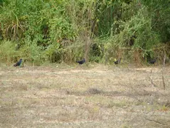 Purple Swamp Hens