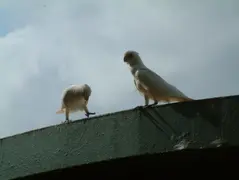 White Parrots