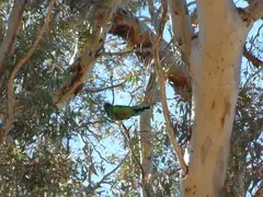 Lorikeet