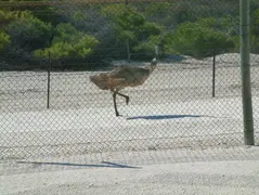 Emu