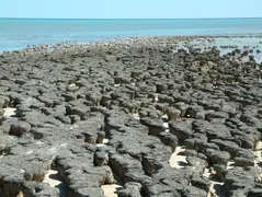 Stromatolites