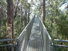 Tree Top Walk