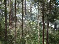 Tree Top Walk2