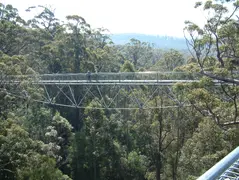 Tree Top Walk3