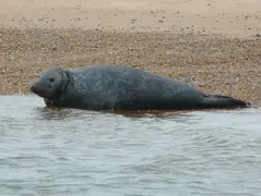 Single Seal