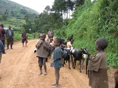 Child Herders
