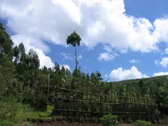 Kaharo Trees