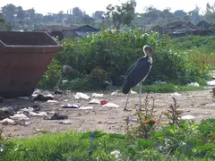 Malibu Stork