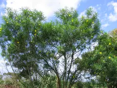 Masindi Tree