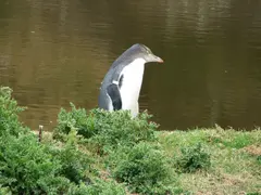 Penguin Juvenile