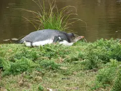 Penguin Juvenile2