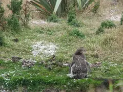 Penguin Moulting