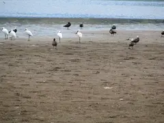 Spoonbills Shelducks