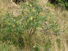 Nugget Head Bush