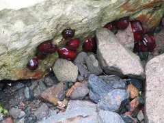 Sea Anemones