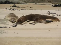 Sea Lions Curio1