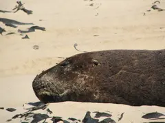 Sea Lions Curio3