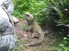 Tuatara1