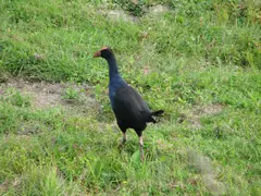 Greymouth Pukeko