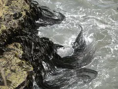 Punakaiki Kelp