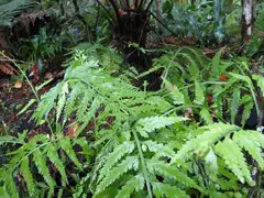 Hen Chick Fern