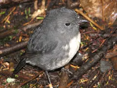 Nz Robin2