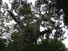 Rata Tree
