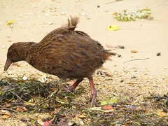 Weka2