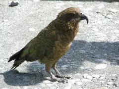 Kea