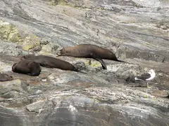 Milford Seals