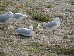 Black Billed Gulls