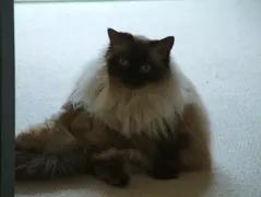 Cat Herself