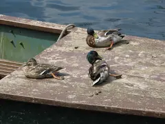 Ducks On Board