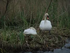 P07 Swans