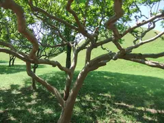 Silla Tree