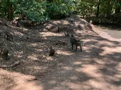 Baboons