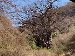 Baobab