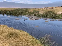 Crater Hippos