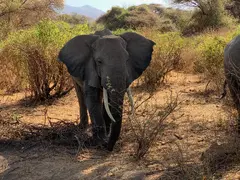 Elephant