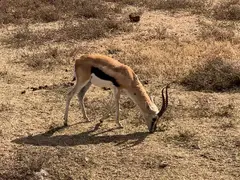 Gazelle