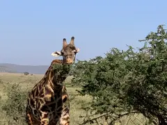 Giraffe