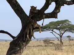 Lions Up Tree