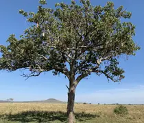 Sausage Tree