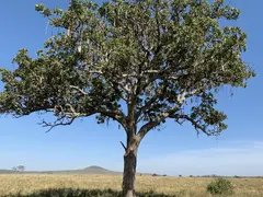 Sausage Tree