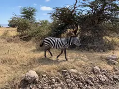 Zebra